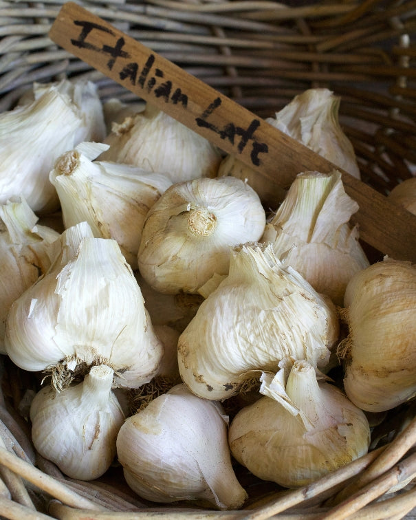 Seed Garlic - Italian Late
