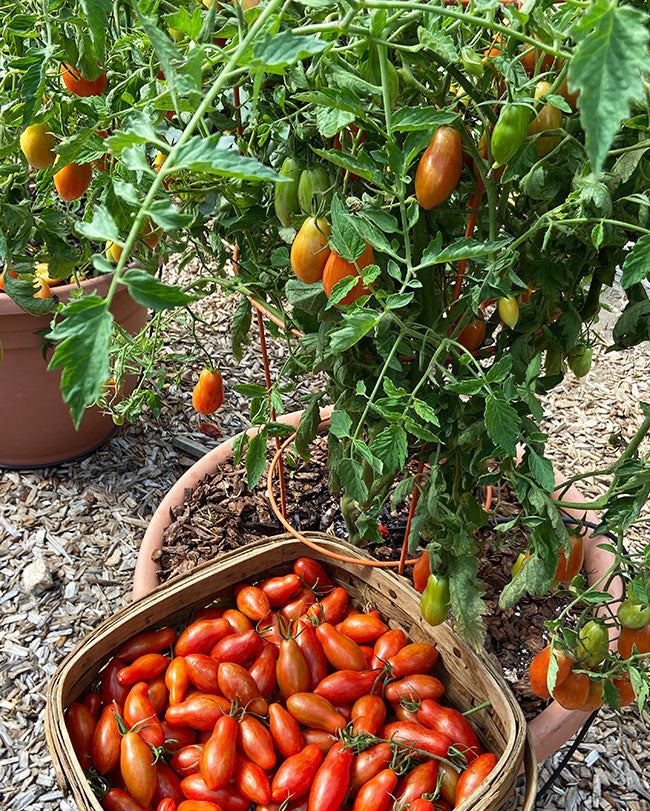 Container Tomato - Prairie Fire Organic