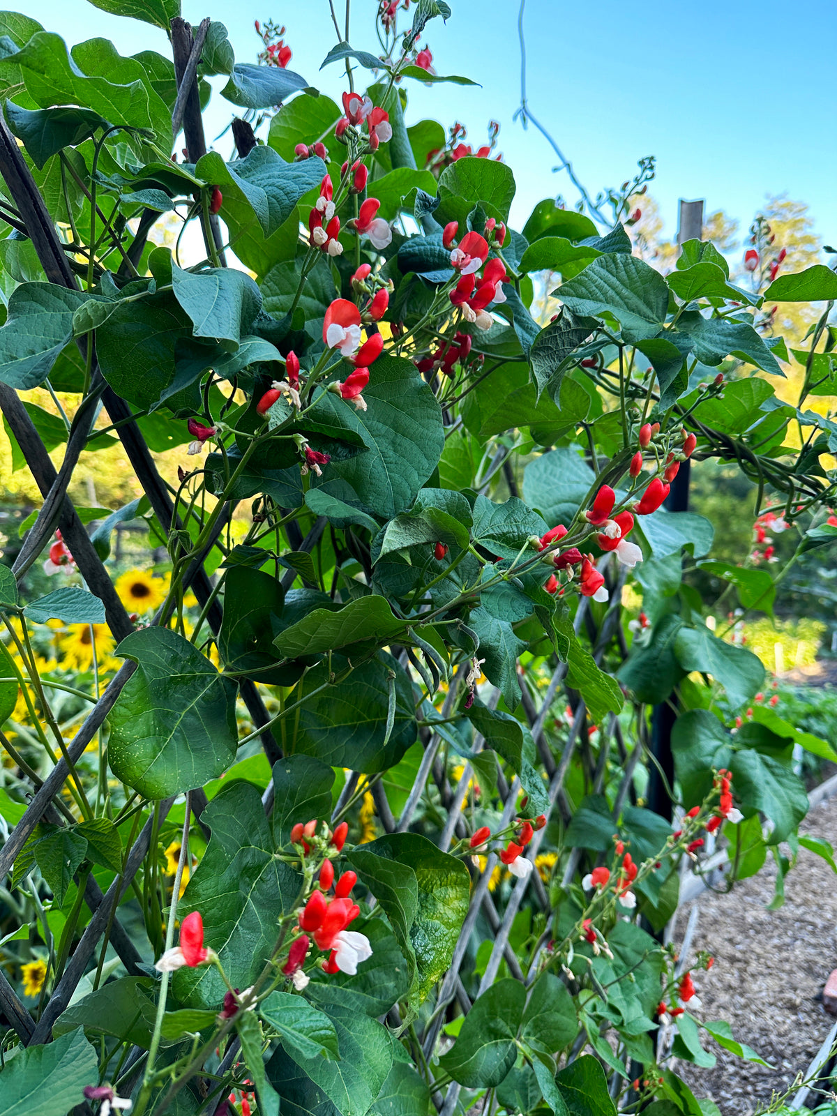 Heirloom Runner Bean - Painted Lady