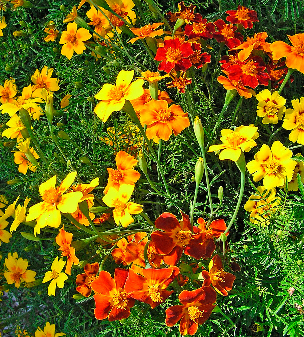 Petite Marigolds - Heirloom Signet Starfire