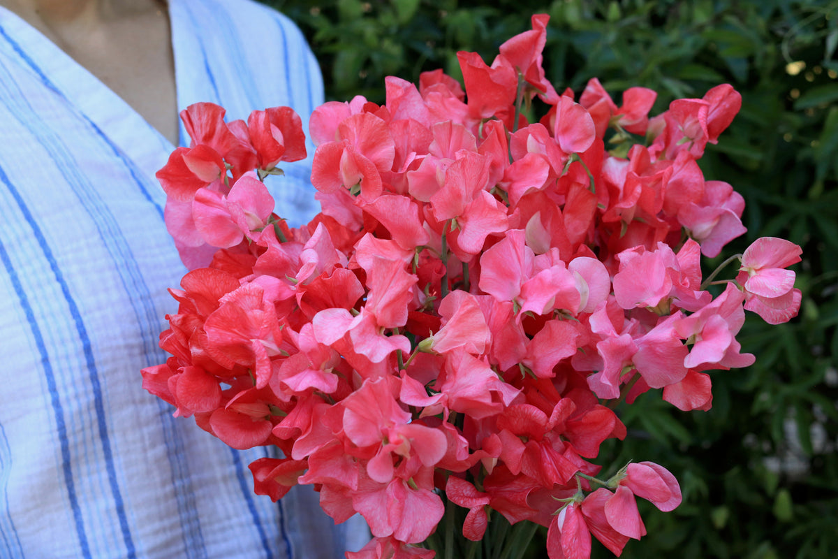 Fragrant Sweet Peas - Strawberry Fields