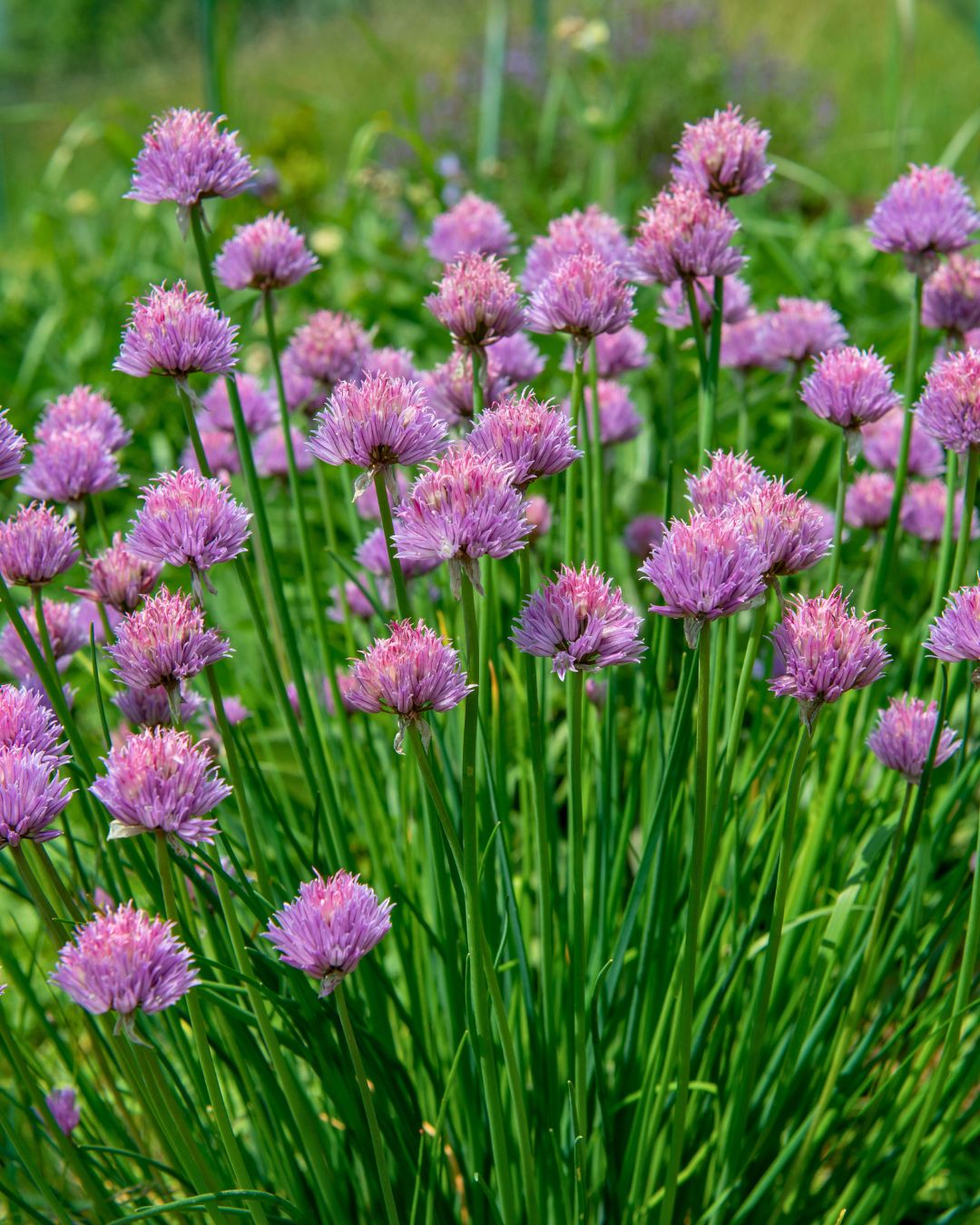 Kitchen Herbs - Fine Leaf Chives