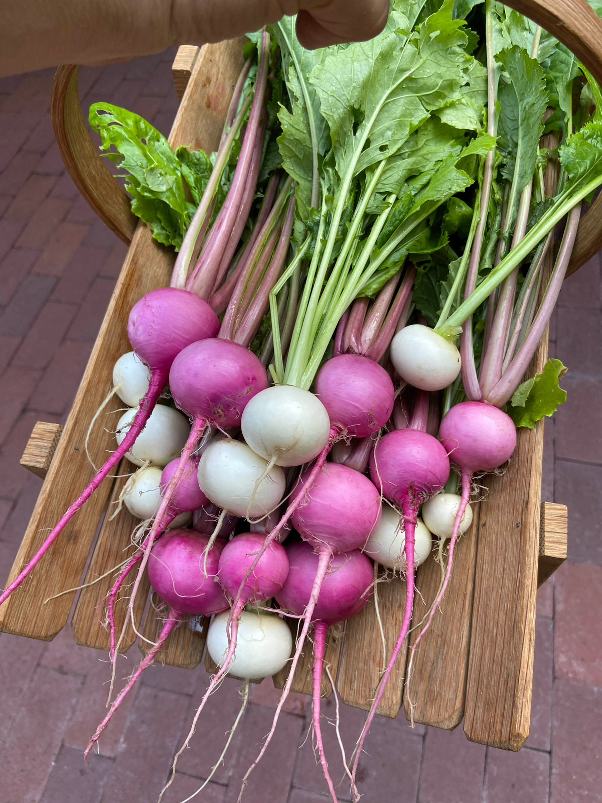 Baby Turnips - Pastel Duo