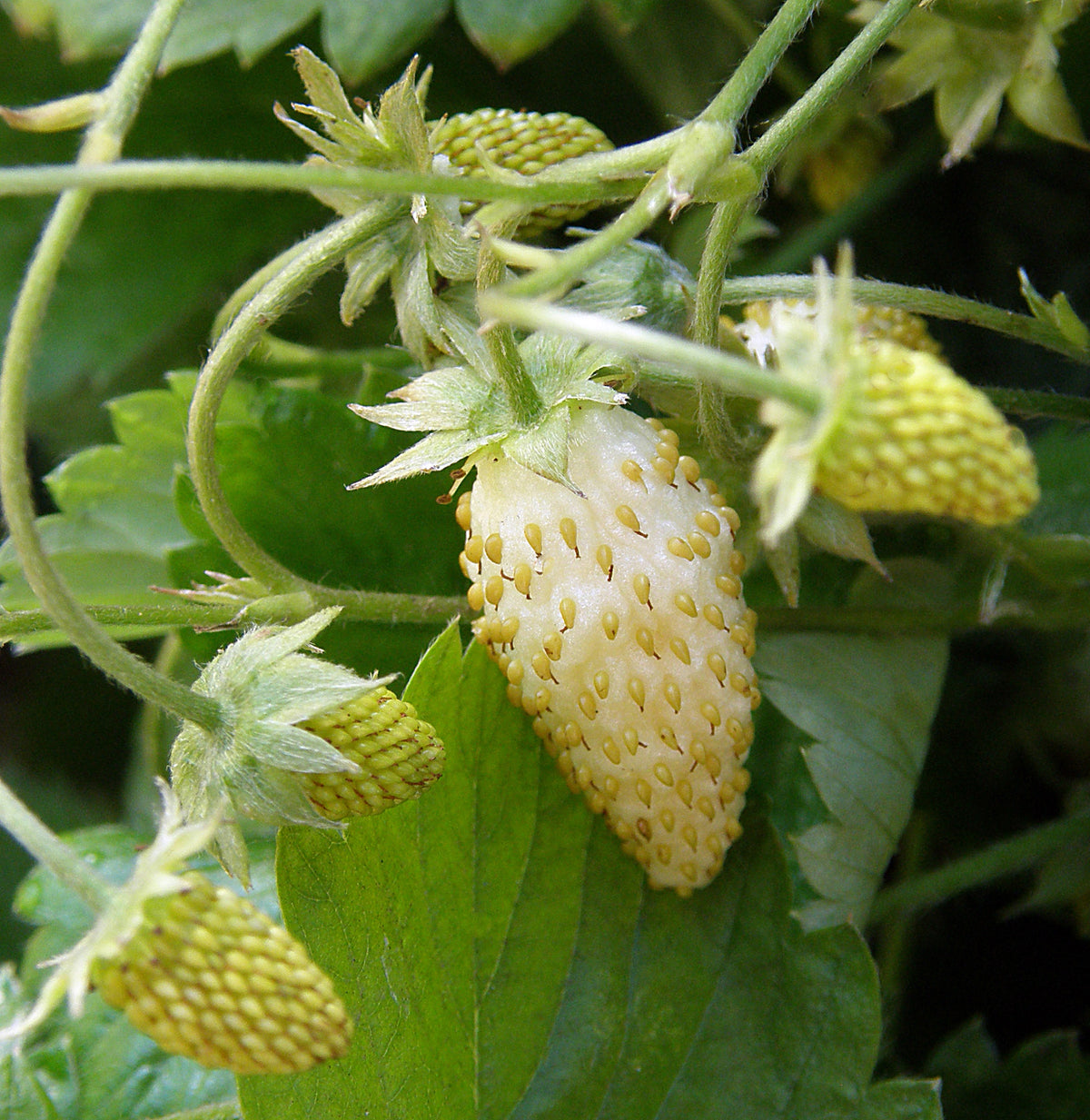 Alpine Strawberries - Heirloom Pineapple