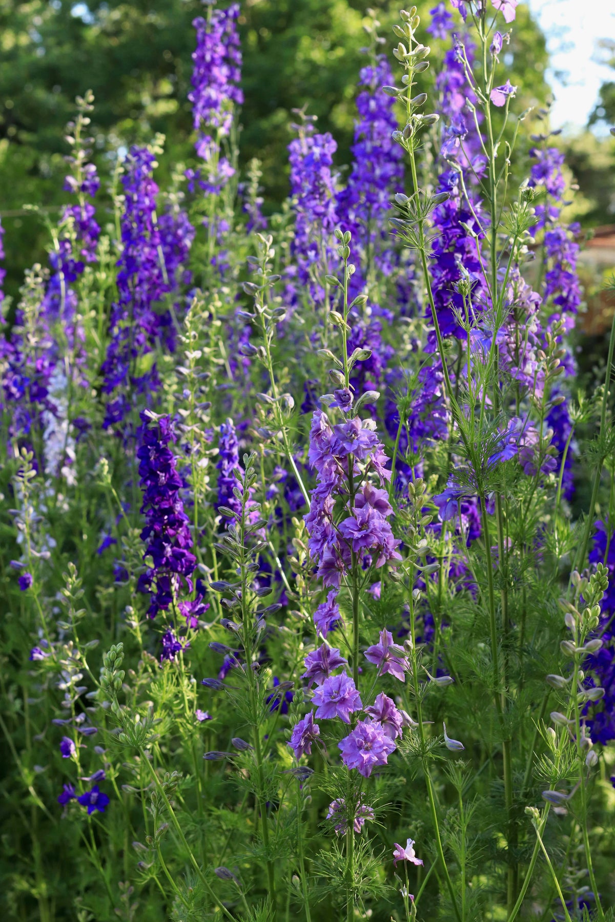 Bouquet Larkspur - Singing the Blues