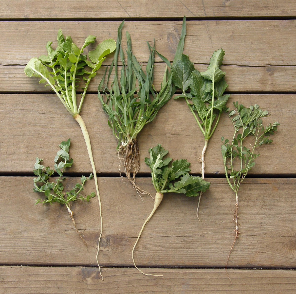 Cover Crop - Green Guardian