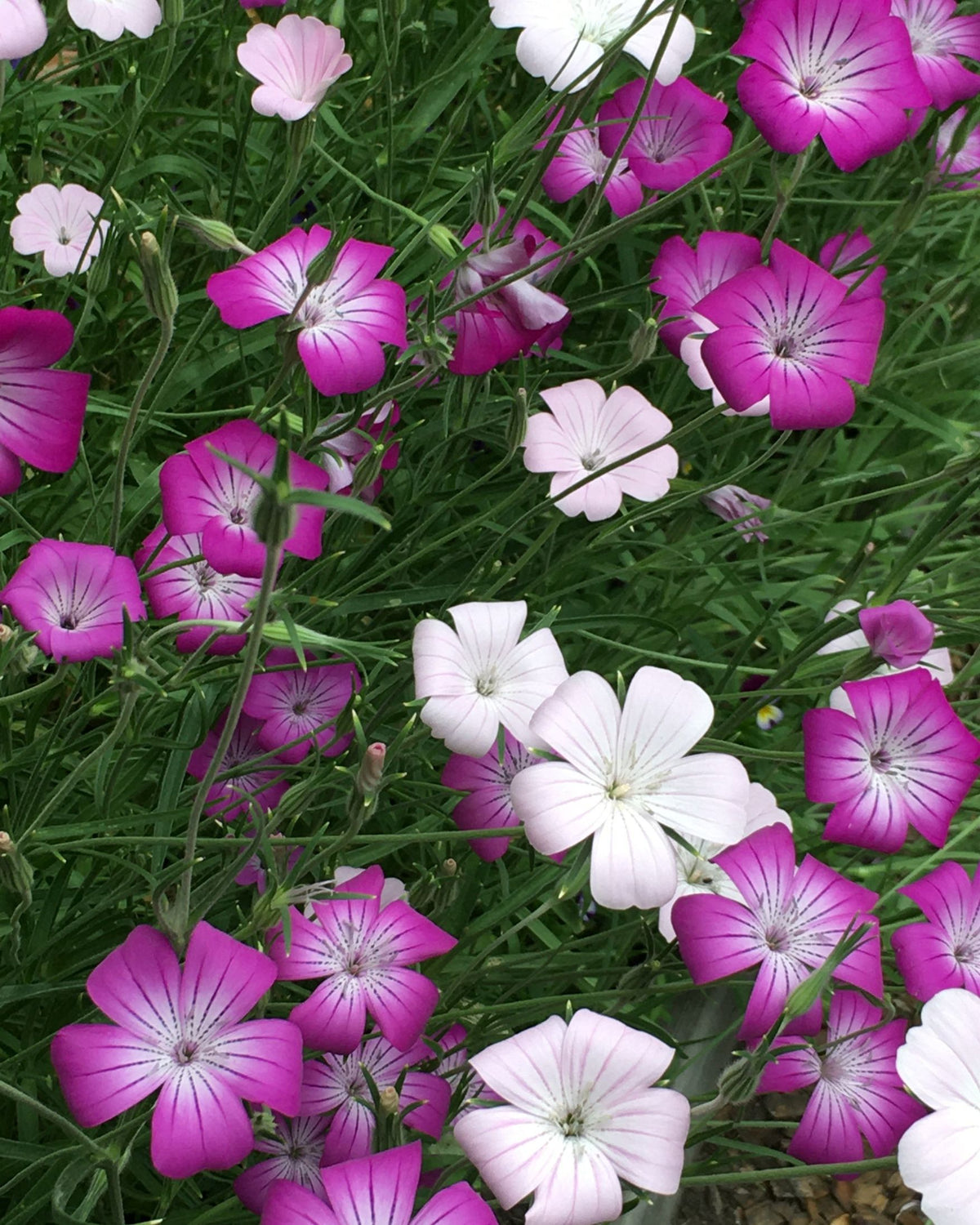 Agrostemma - Purple Queen and Pink Contessa