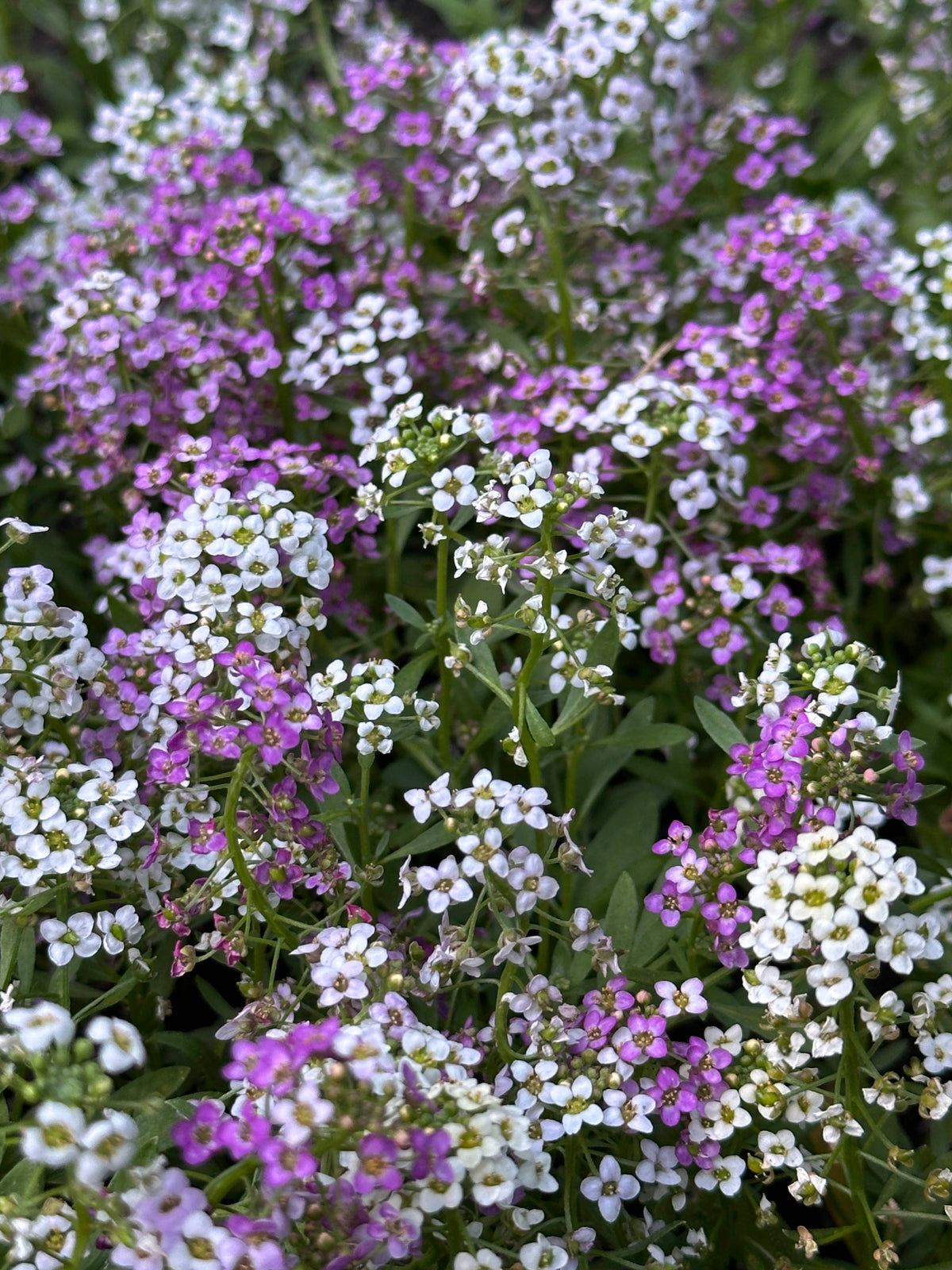 Honey-Scented Alyssum - Gulf Winds