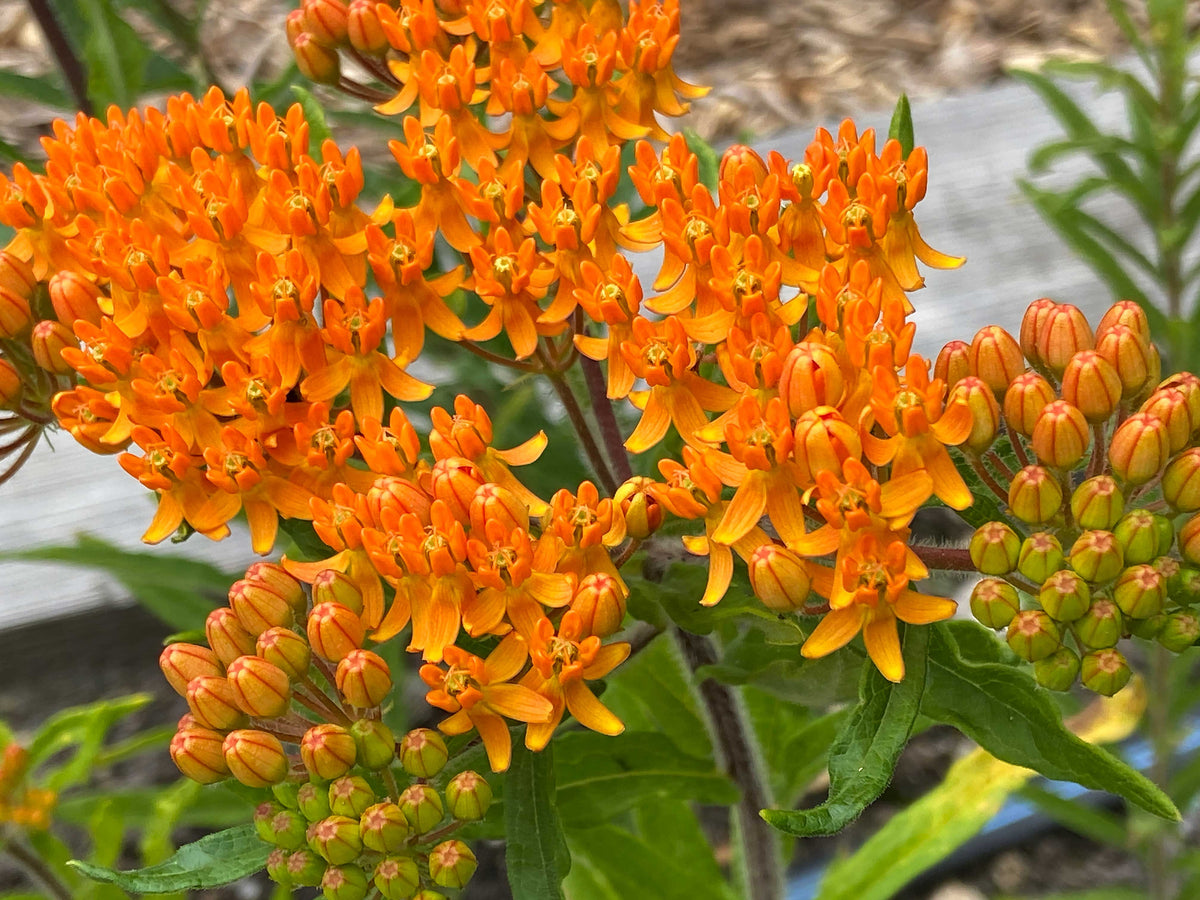 Butterfly Asclepias - Orange Milkweed