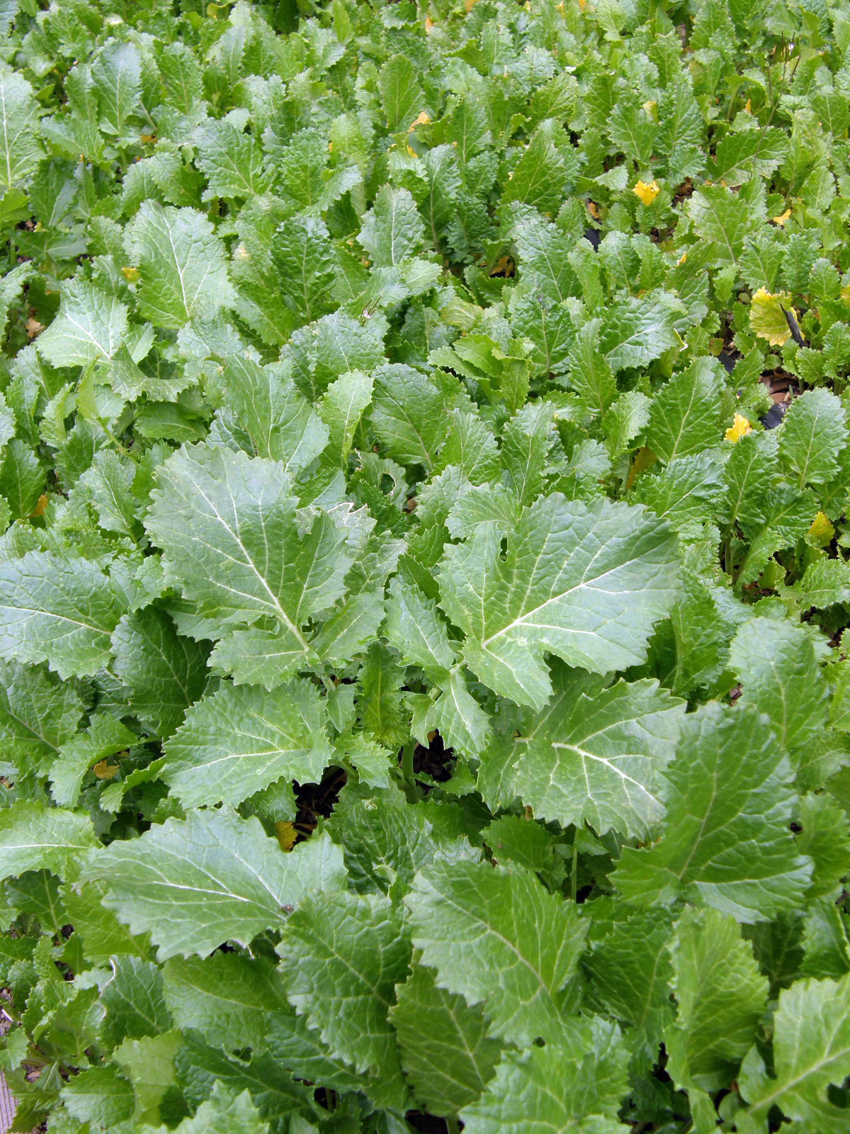 Bonus Pack - Kodiak Mustard