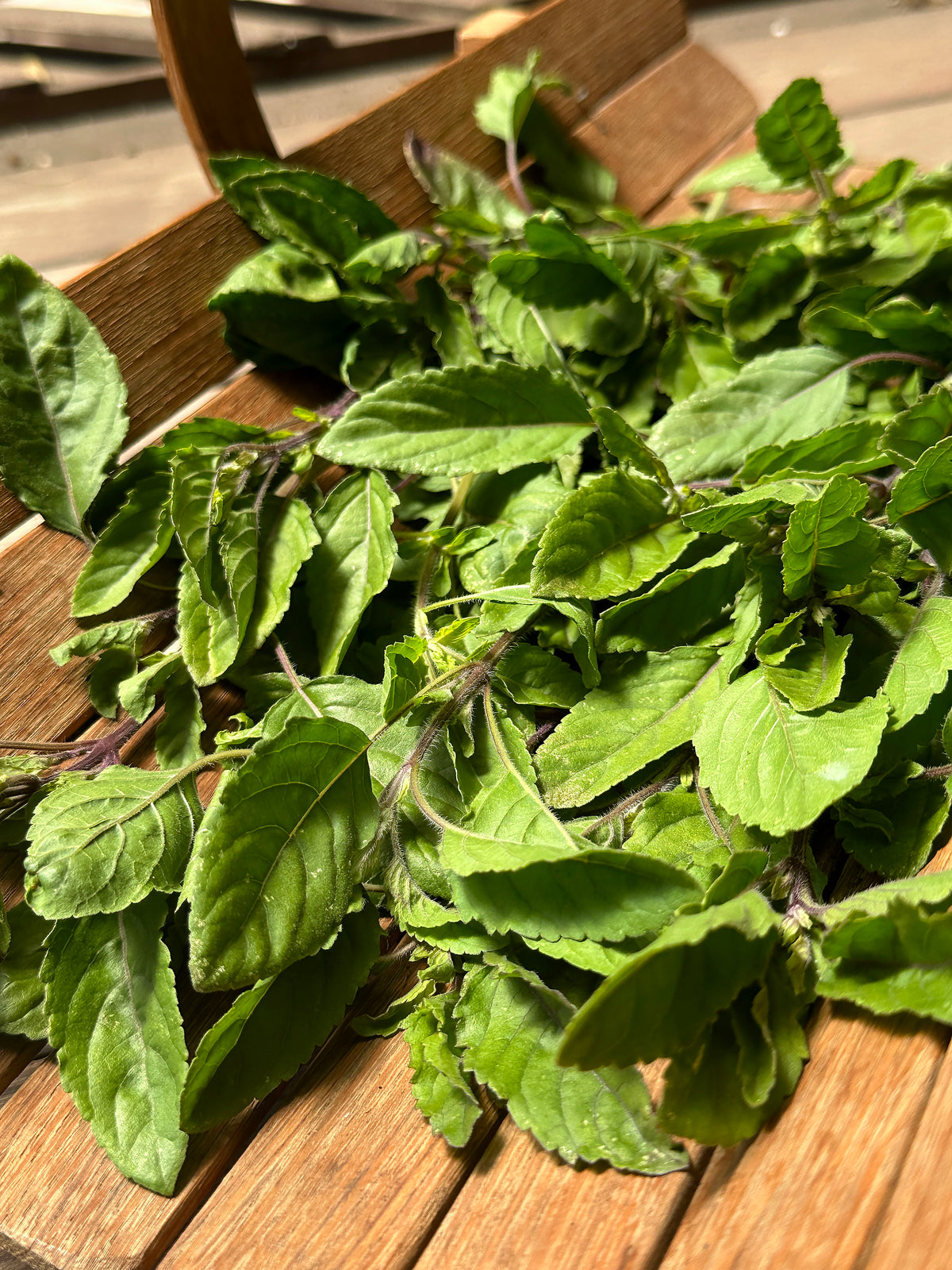 Medicinal Herbs - Tulsi Holy Basil