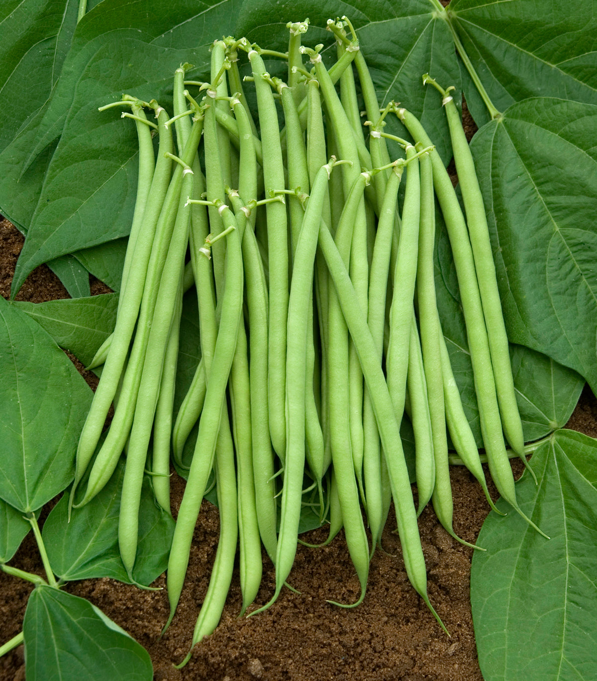Bush Bean Castandel - The "Weekend Bean"