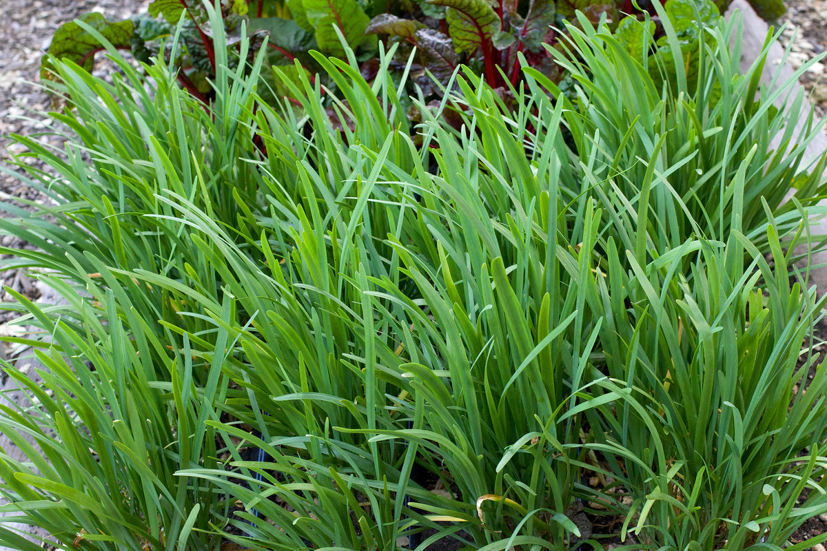 Heirloom Herbs - Garlic Chives