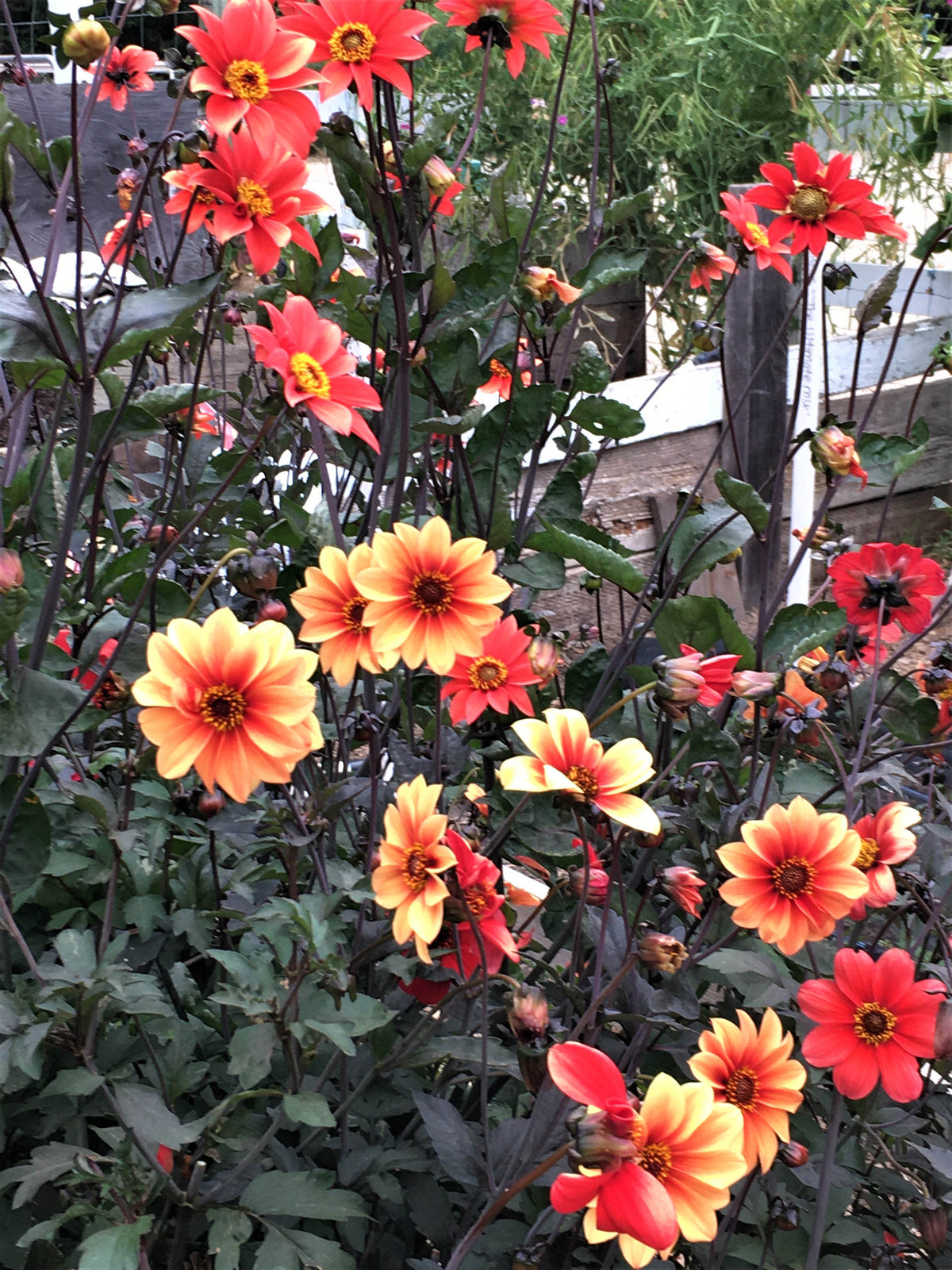Pollinator Dahlias - Blazing Saddles