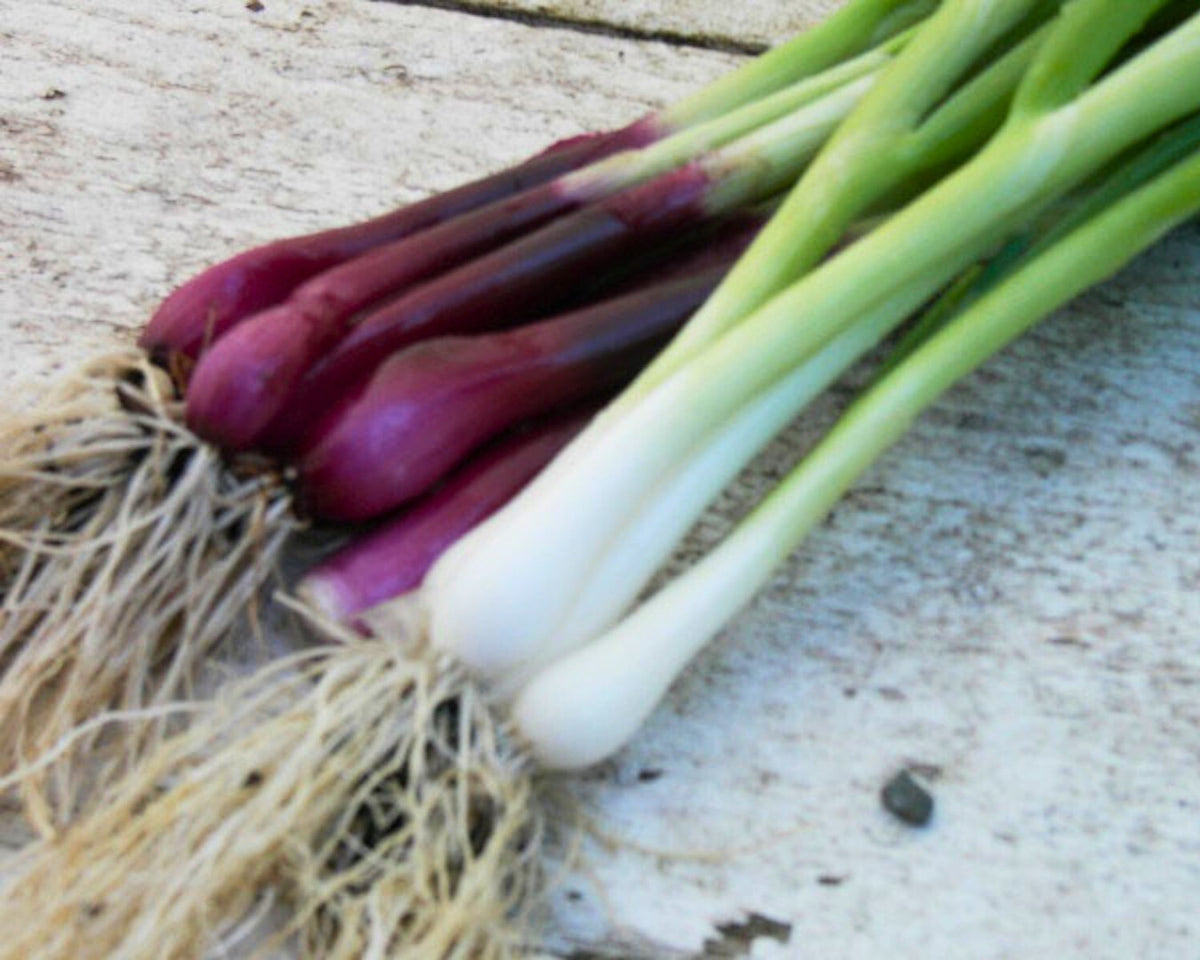 Easy To Grow - The Rainbow Kitchen Vegetable Garden