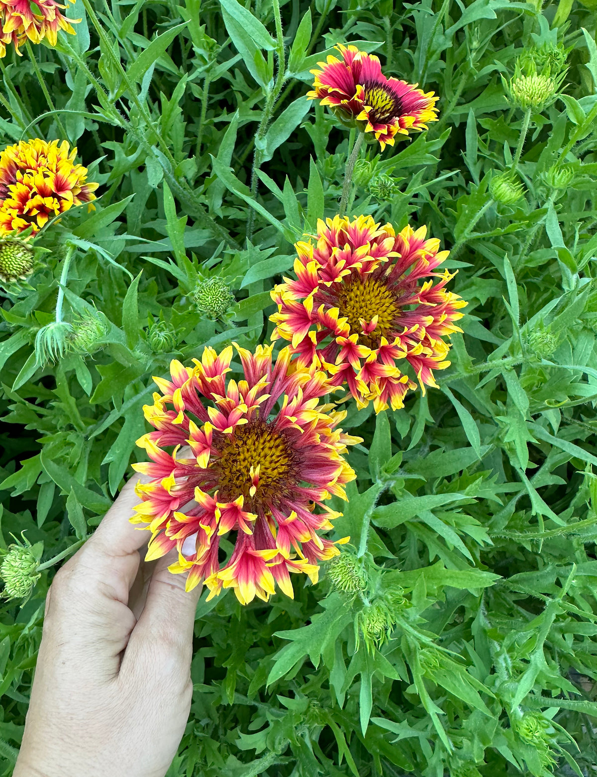 Double Gaillardia - Whirligig