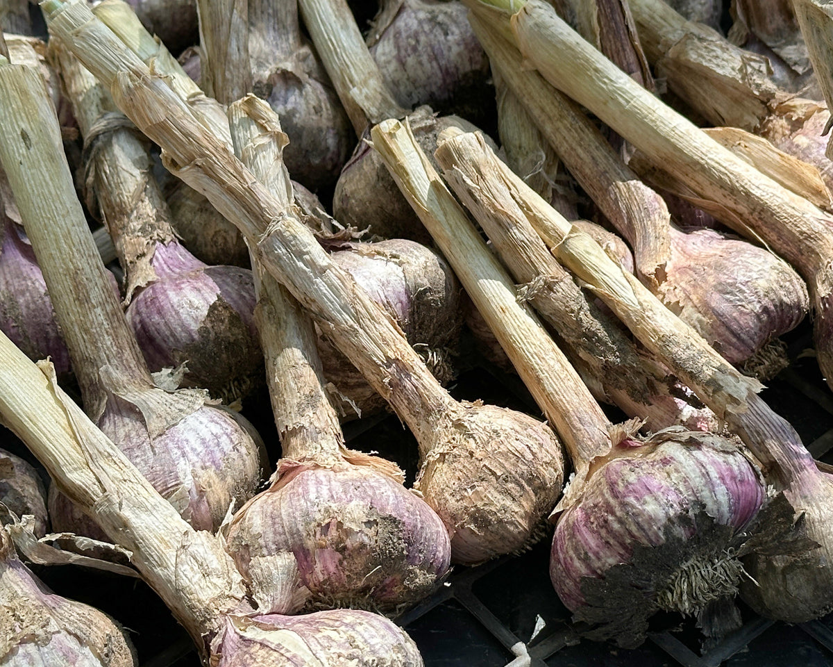 Seed Garlic - Killarney Red