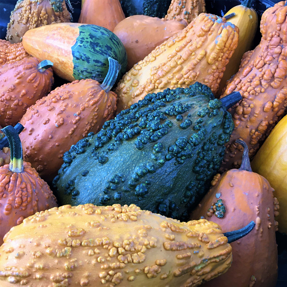 Giant Harvest Gourds - Lunch Lady