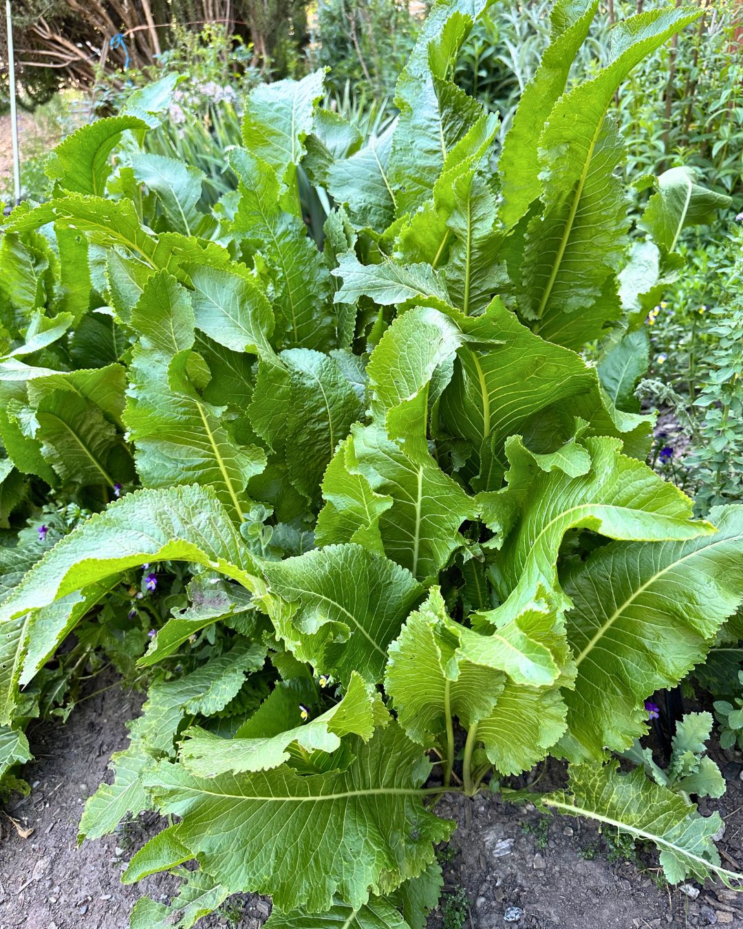 Horseradish Roots - Big Top