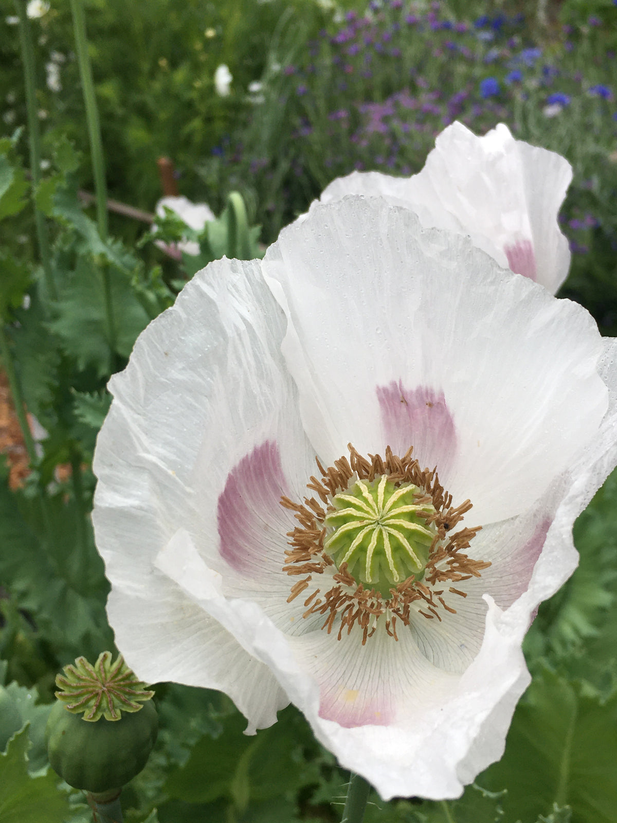Heirloom Poppies - Hungarian Breadseed