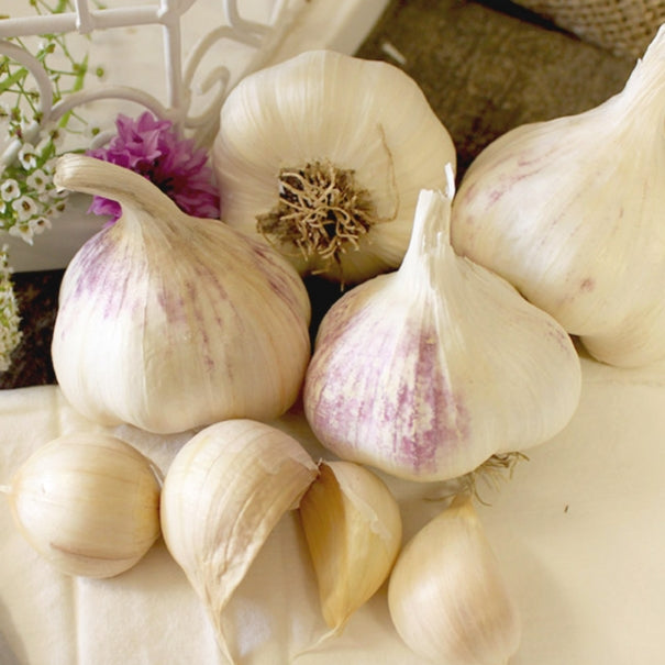 Seed Garlic - Italian Early