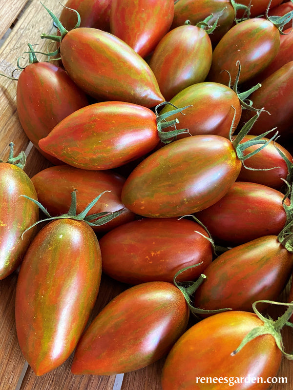 Grape Tomatoes - Bronze Torch