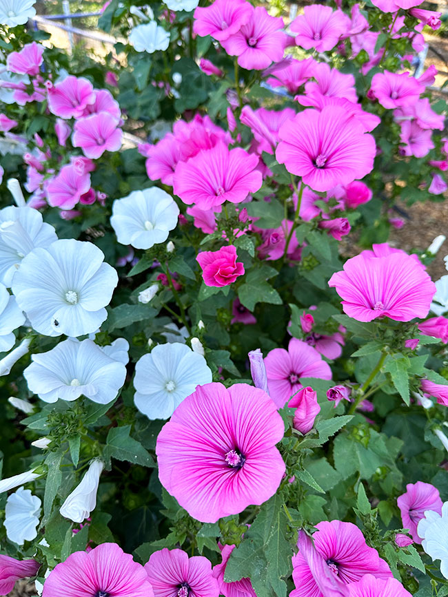 Pollinator Flowers - Patio Pastels Lavatera