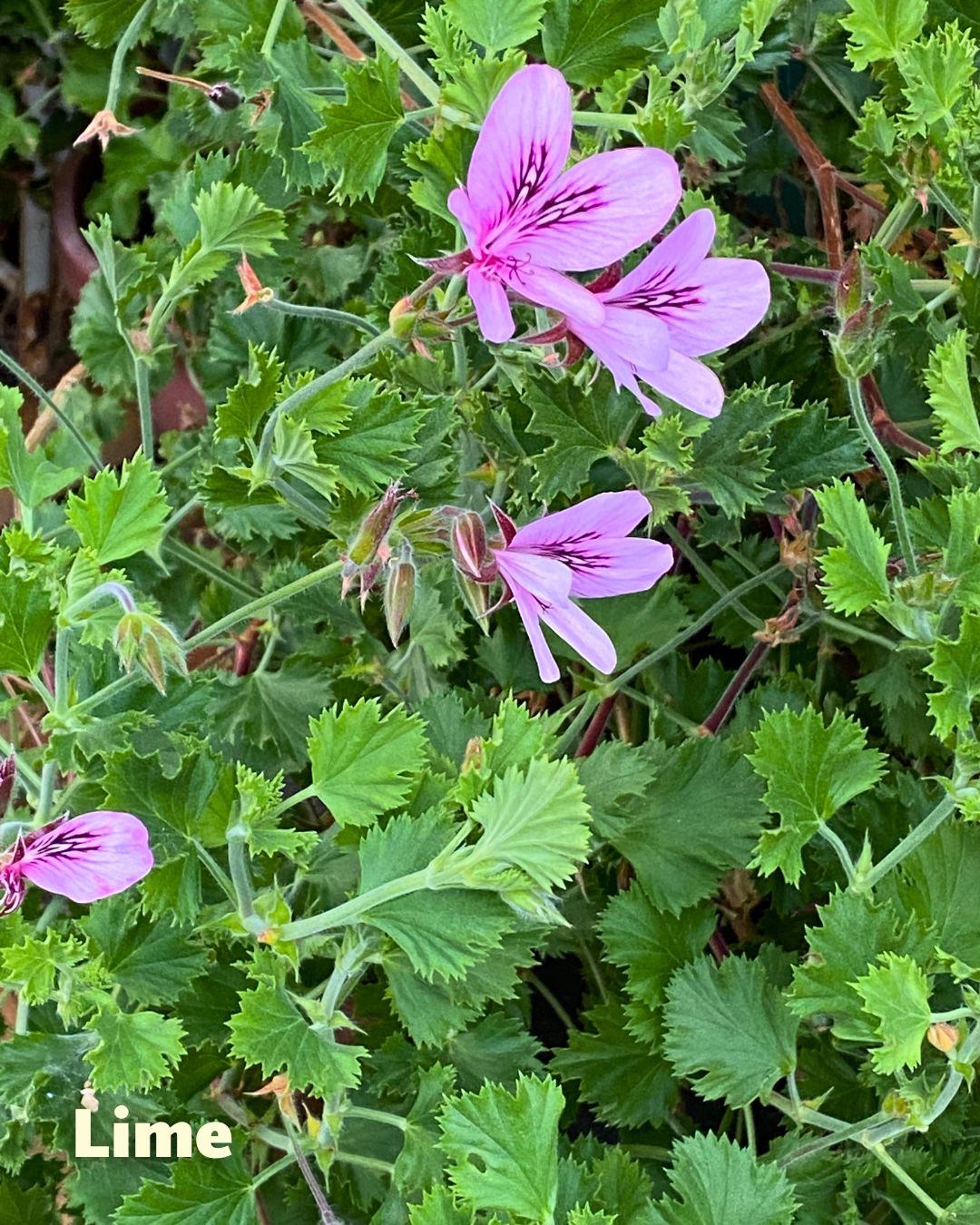 Scented Geraniums - Citrus