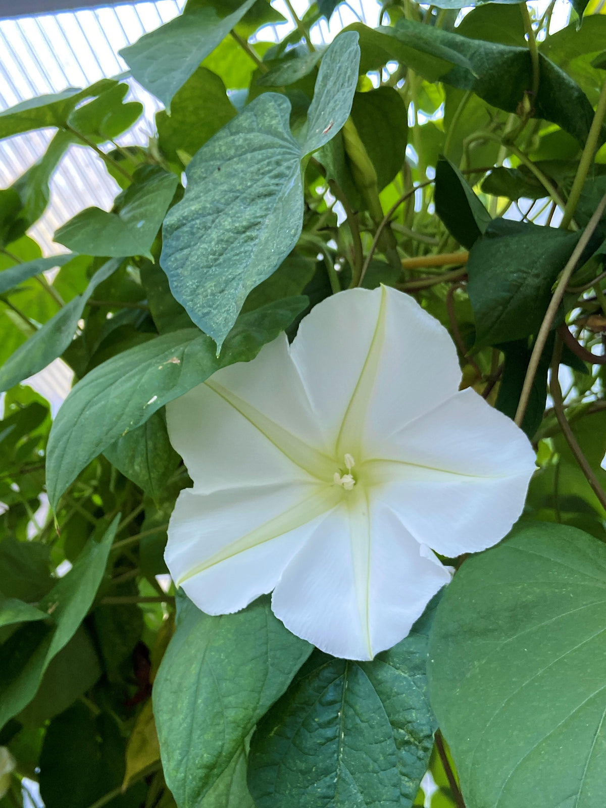 Heirloom Flowering Vine - Fragrant Moonflower