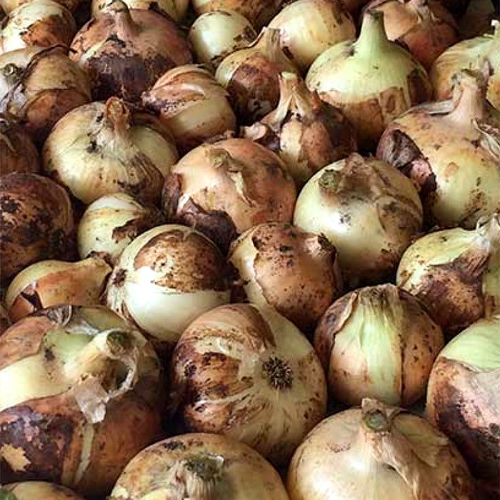 Sweet and Mild Onions - Yellow Granex Super Sweet