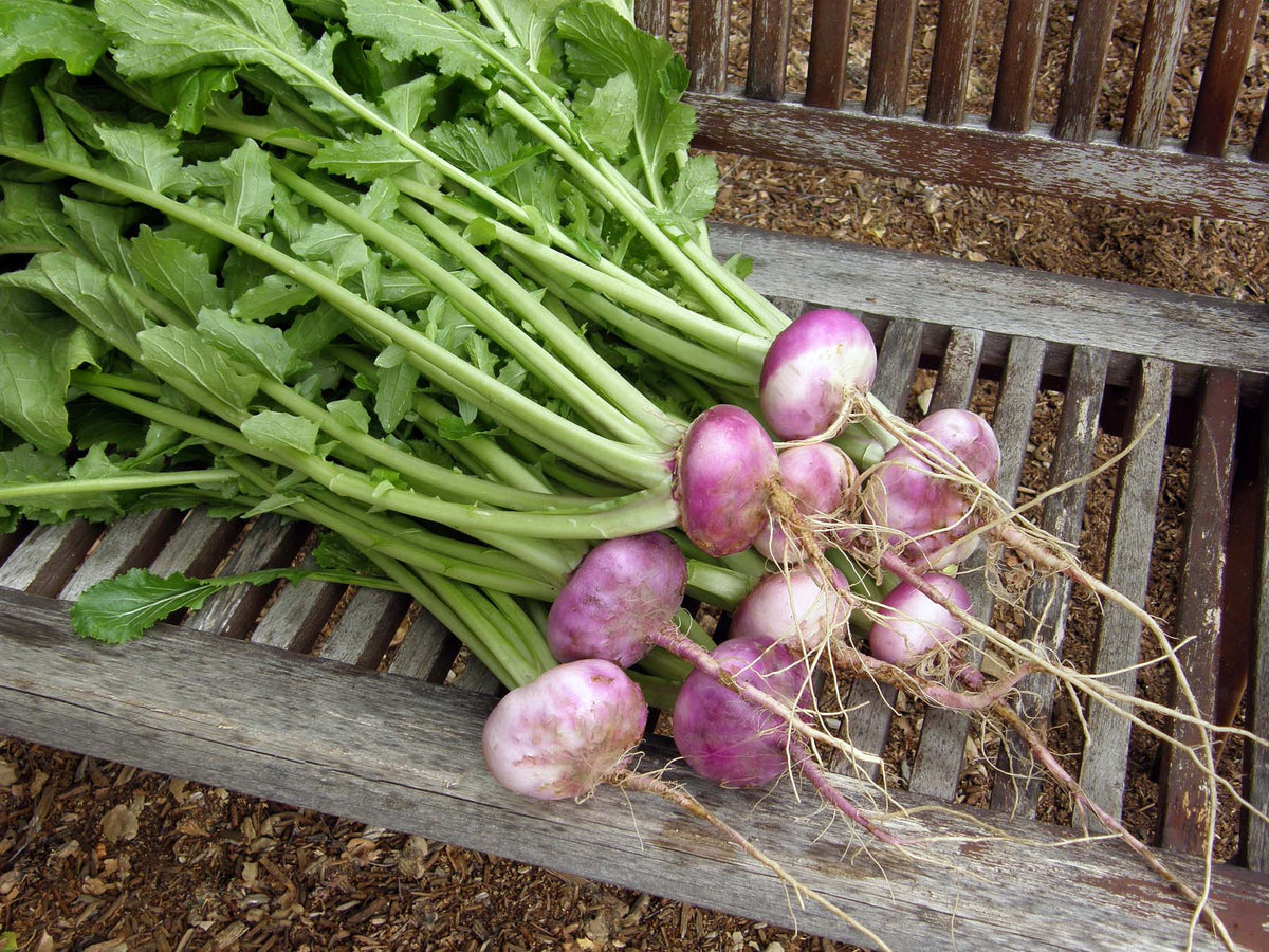 Heirloom Turnip - Purple Top Milan Organic