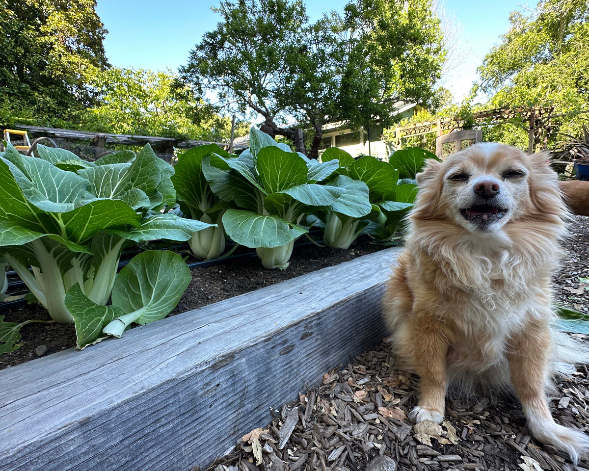 Pak Choi - Bopak Organic