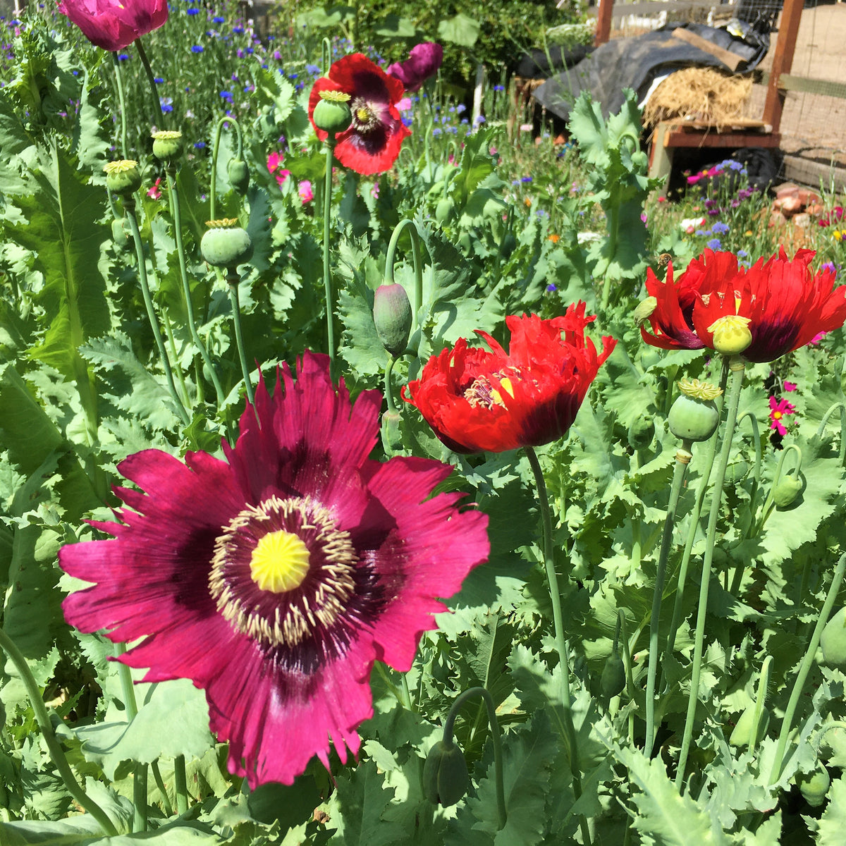 Heirloom Poppies - Pepperbox Breadseed