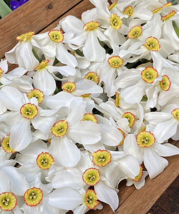 Daffodil Bulbs - Heirloom Pheasant Eye