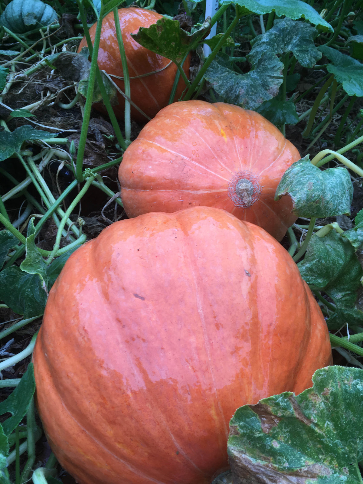 Giant Pumpkins - Wyatt's Wonder