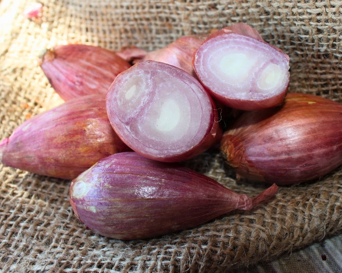 Shallot Starts - Red Shallots Organic
