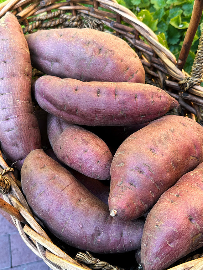Sweet Potato Plants - Red Japanese