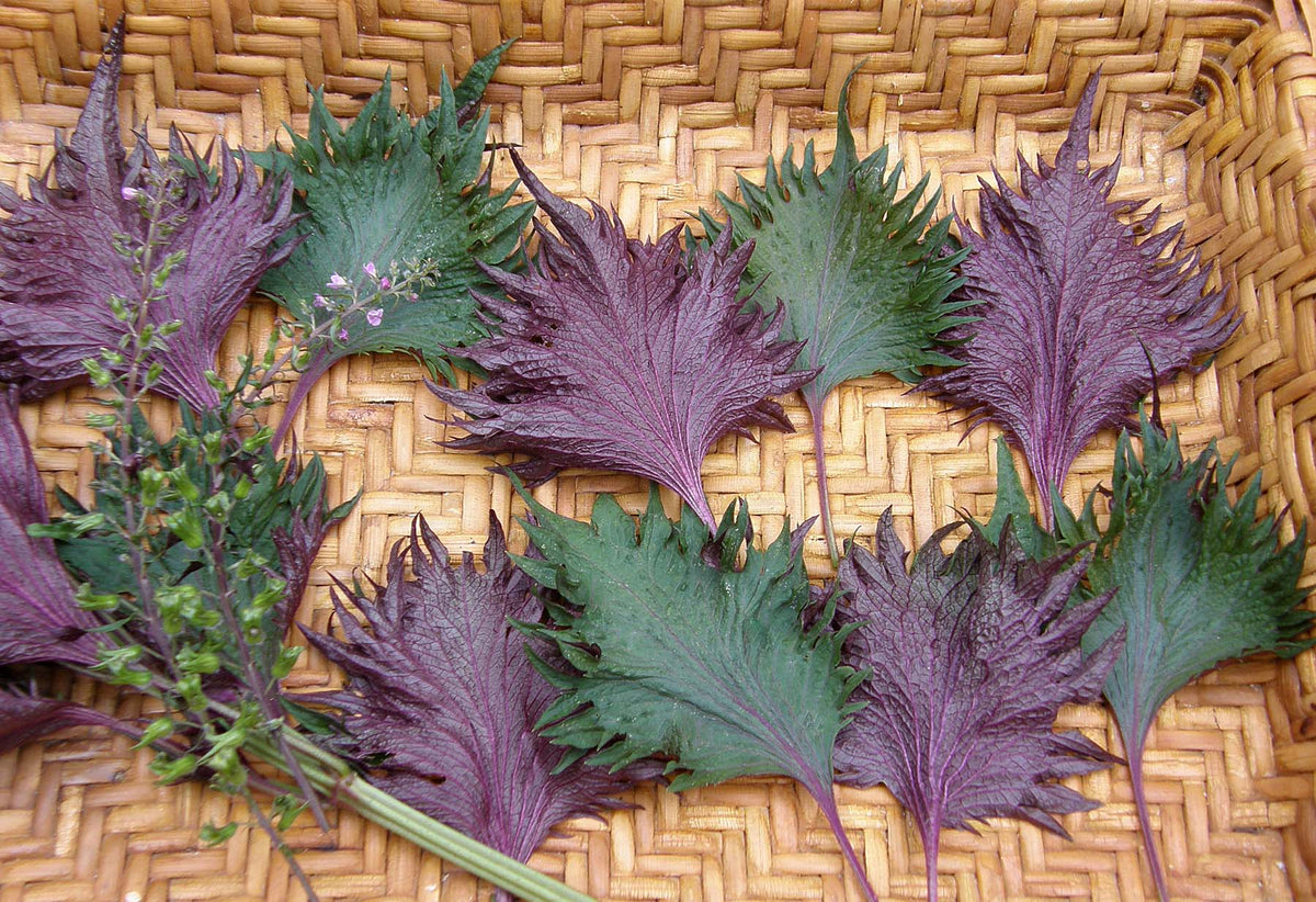 Ornamental Edibles - Bicolored Shiso