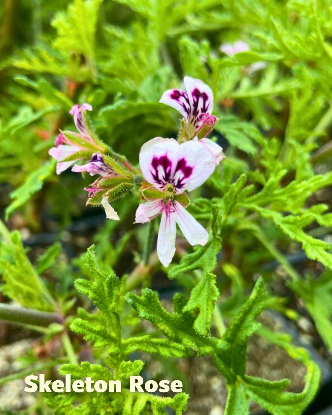 Scented Geraniums - Rose Garden