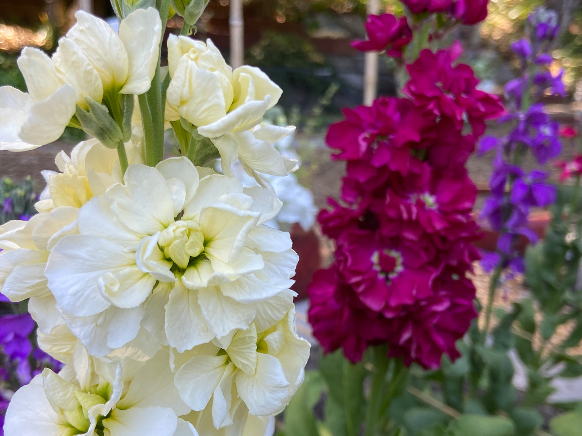 Fragrant Stock - Anytime Mix