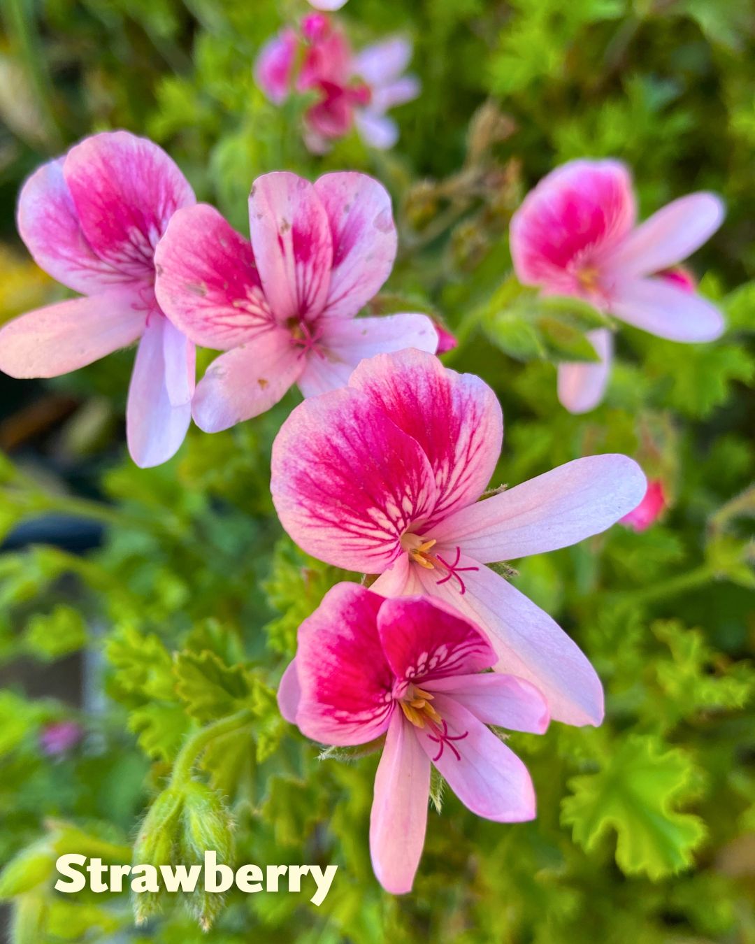 Scented Geraniums - Fruit Cocktail