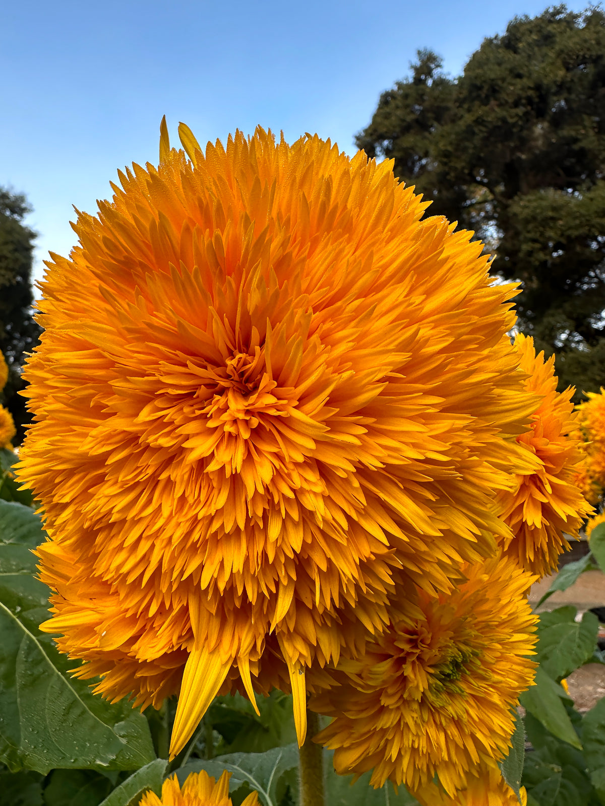 Teddy Bear Sunflowers - Sun Bear