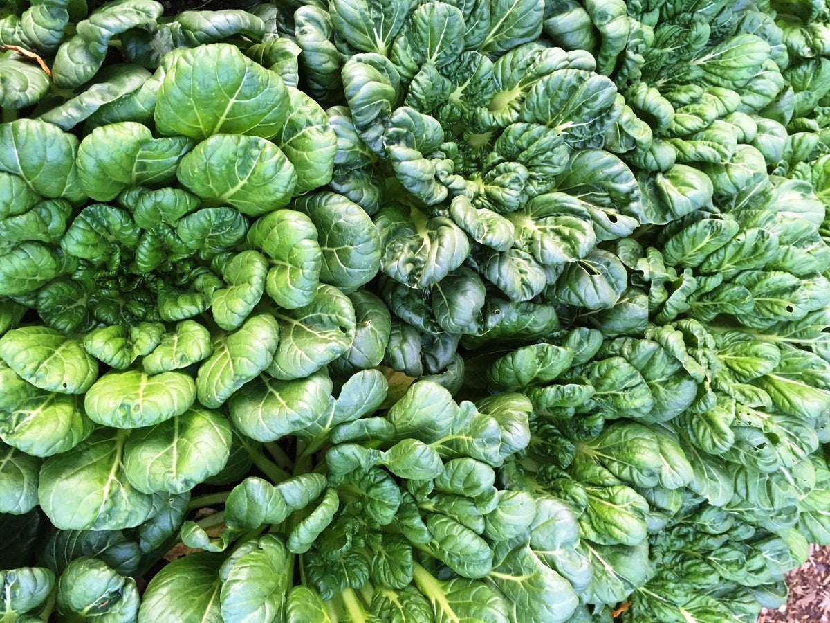 Heirloom Asian Greens - Rosette Tatsoi