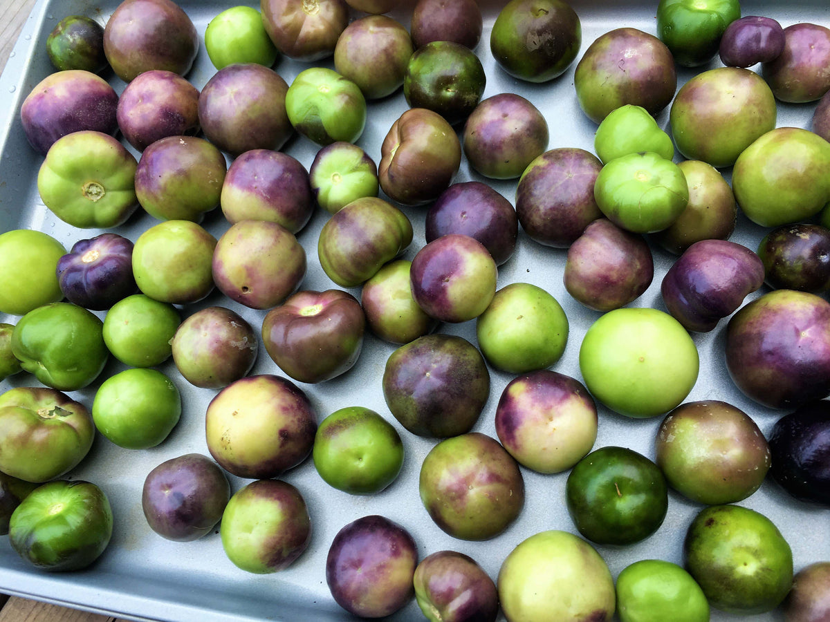 Mexican Tomatillos - Two Color Fiesta