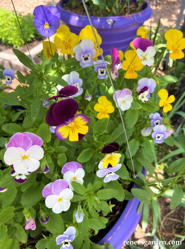 Petite Violas - Fairyland