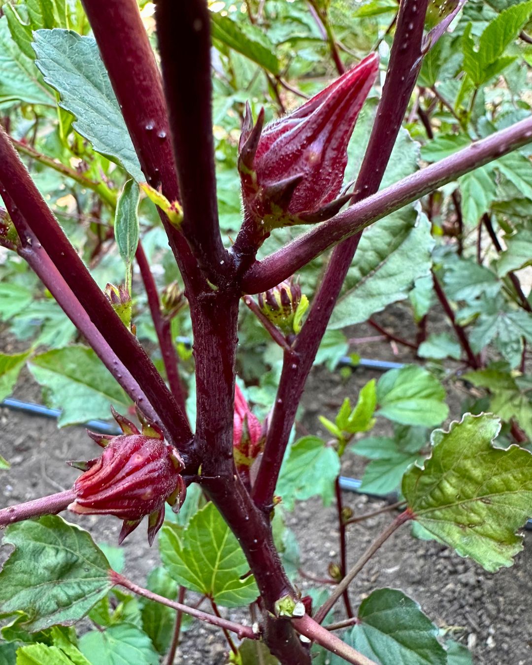 Herbal Tea - Zinger Hibiscus