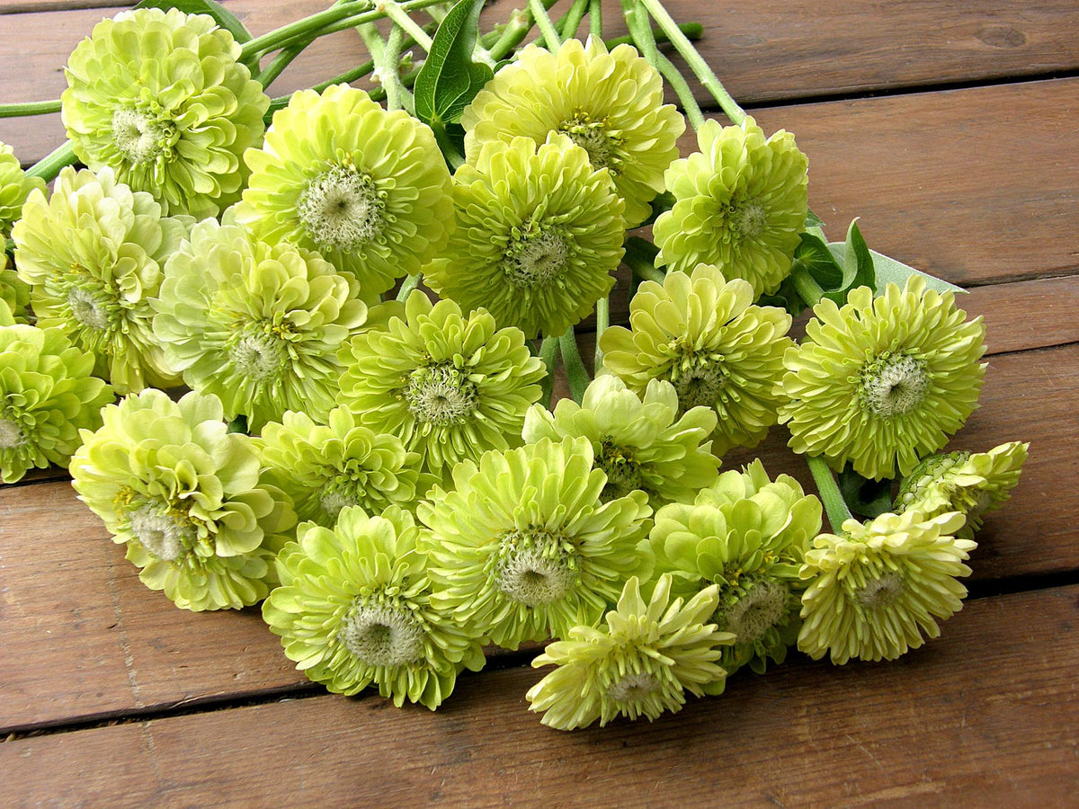 Heirloom Zinnias - Green Envy