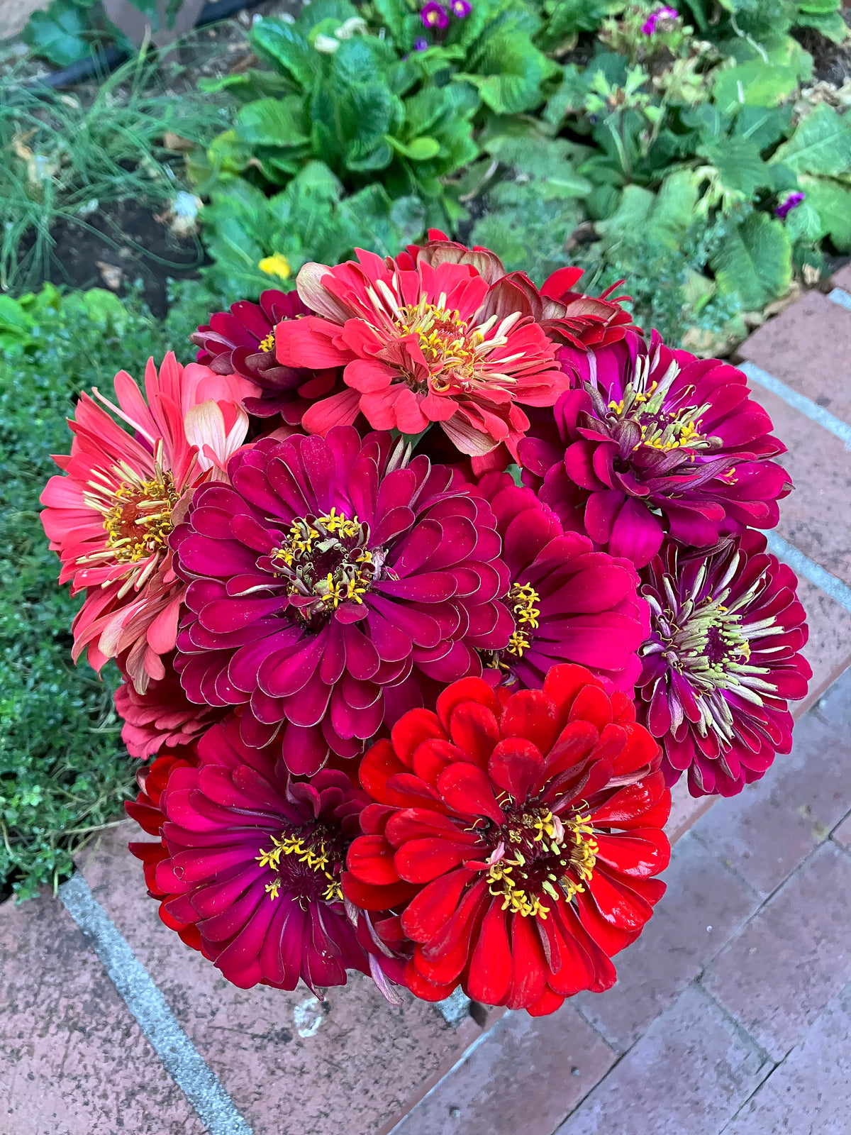 Pollinator Zinnias - Berry Tart