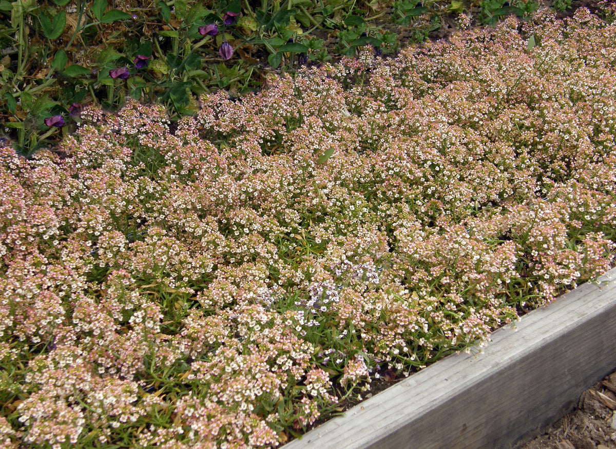 Honey-Scented Alyssum - Summer Peaches
