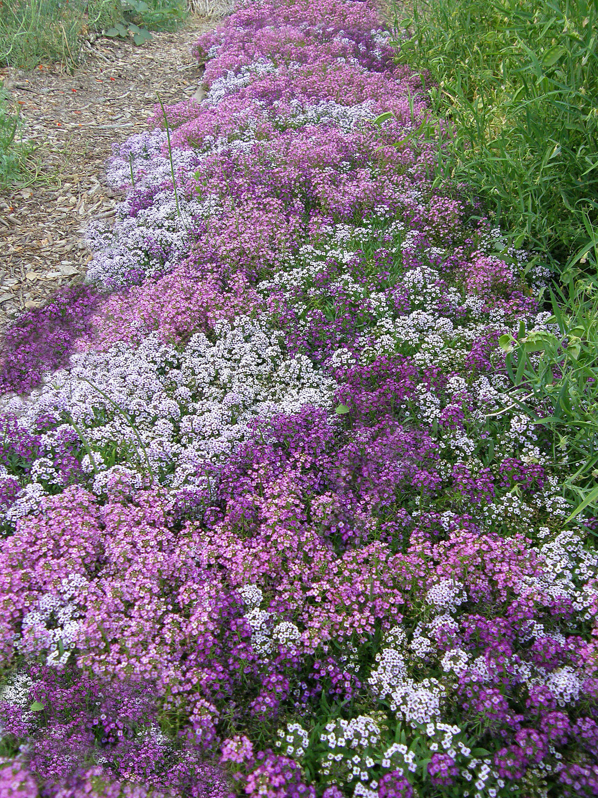 Honey-Scented Alyssum - Summer Romance